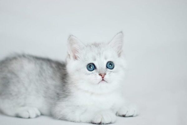 294 Right Scottish straight shorthair male kitten - Image 2
