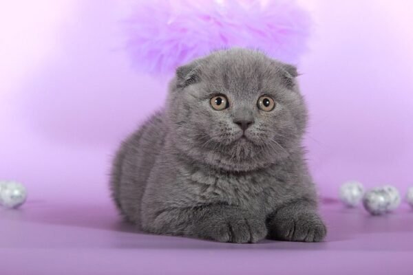 Kay purebred Scottish fold kitten in a blue color - Image 3