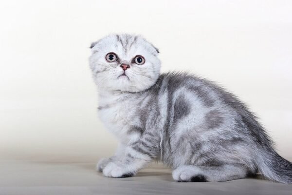 Sabrina silver marble tortie color Scottish fold female kitten - Image 2