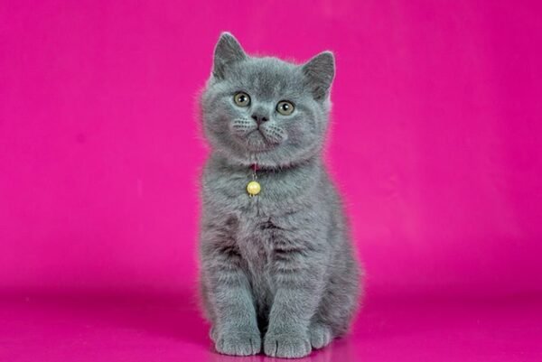Darwin British shorthair male kitten