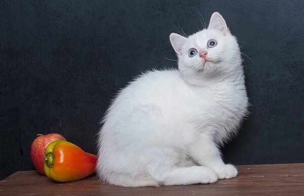 Wilson purebred British shorthair male kitten - Image 3