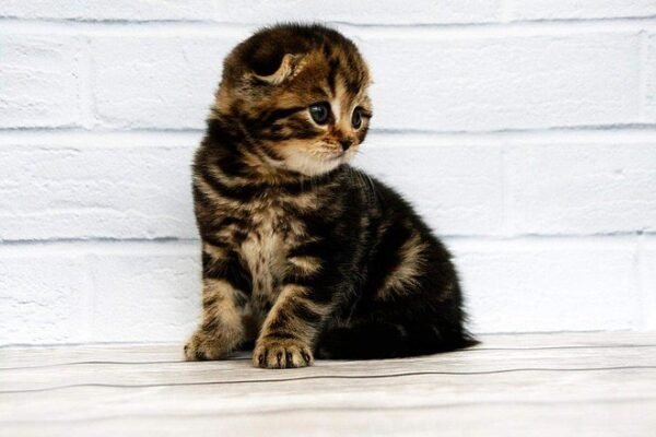 Depeche Mode purebred Scottish fold in a black marble color - Image 2