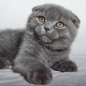 Rikki Scottish fold shorthair male kitten
