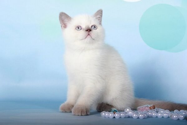 Yoshi lilac color point Scottish fold male kitten - Image 2