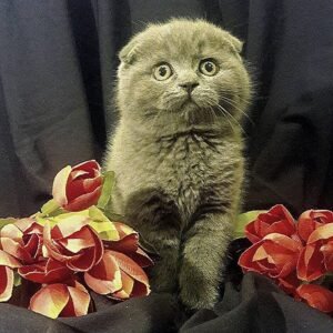 Le Grand blue color Scottish fold male kitten