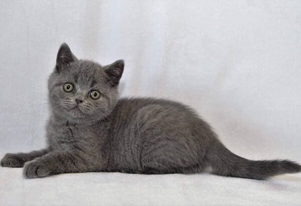 George purebred British shorthair boy - Image 2