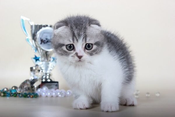 Antuan purebred Scottish fold in a blue marble on white color - Image 2
