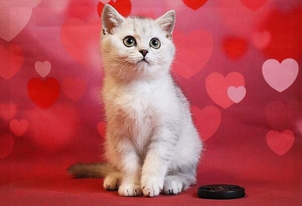 Aurora purebred British shorthair female kitten - Image 7