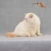 Umka creamy links color point Exotic shorthair kitten - Image 3