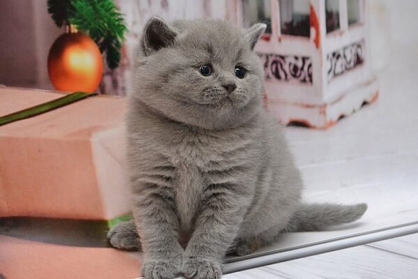 Aramis Scottish straight shorthair male kitten - Image 3