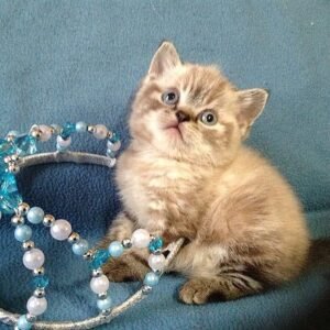 Tigran Scottish straight shorthair male kitten