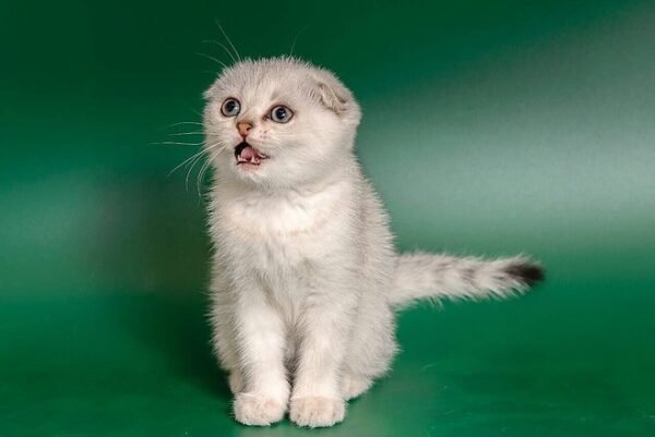Donatello purebred Scottish fold silver chinchilla male - Image 4
