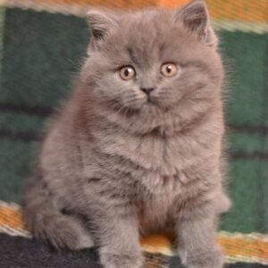 Barbara Scottish straight shorthair female kitten