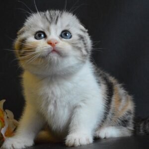 Kitty Scottish fold female kitten