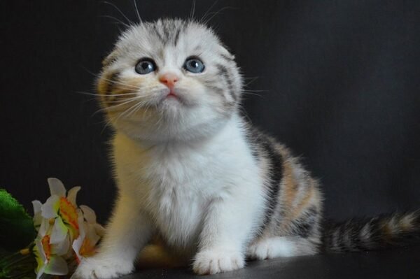 Kitty Scottish fold female kitten