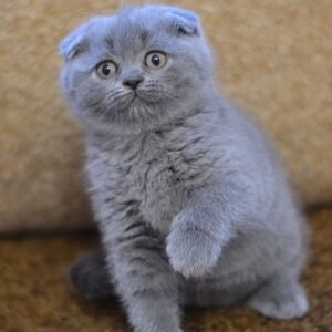 Fifi purebred Scottish fold kitten in a blue color