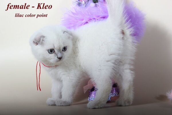 Kleo purebred Scottish fold lilac color point - Image 4