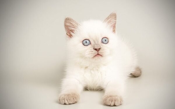 Holly Scottish straight shorthair female kitten - Image 2