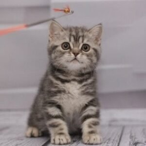 Kecks Scottish straight shorthair male kitten