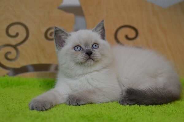 Gucci purebred Scottish straight with blue eyes - Image 2
