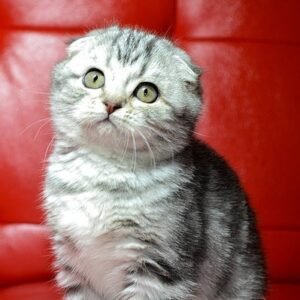 Charles Scottish fold shorthair male kitten
