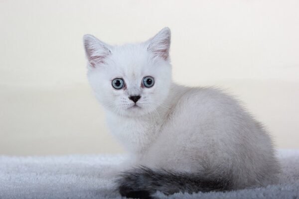 Muffi Scottish chinchilla color point boy - Image 3