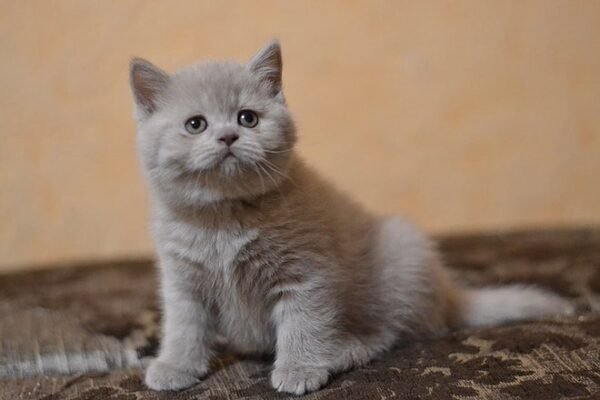 Lavender purebred Scottish straight in a lilac color - Image 2