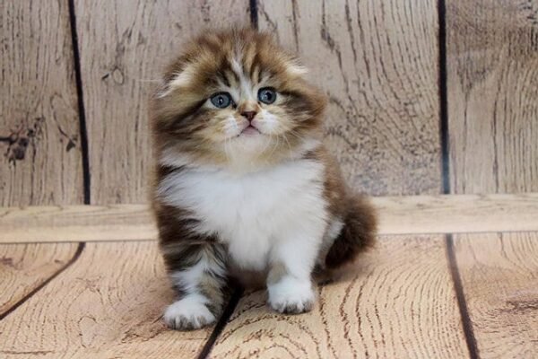 Hugoboss Scottish fold longhair male kitten - Image 2