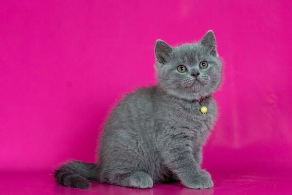 Darwin British shorthair male kitten - Image 3
