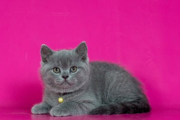 Darwin British shorthair male kitten - Image 5