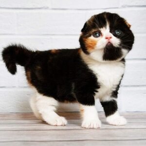 Elka Scottish fold shorthair female kitten