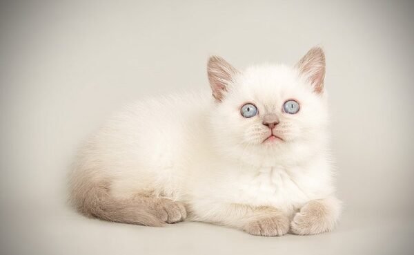 Holly Scottish straight shorthair female kitten - Image 3