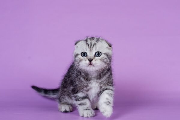 Osman Scottish fold male kitten - Image 3