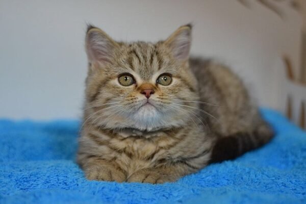 Boo purebred Scottish fold shorthair kitten