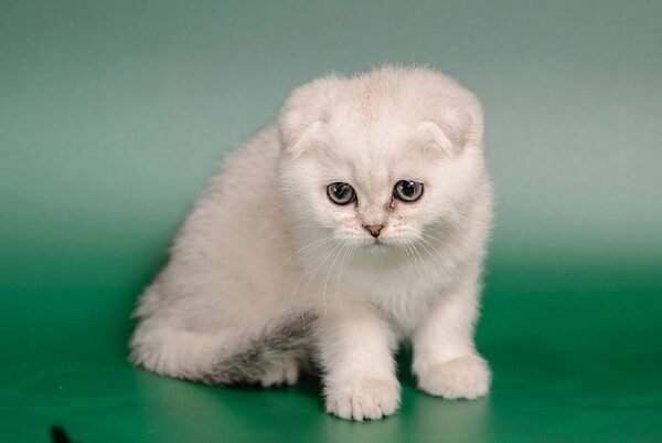 Michelangelo purebred Scottish fold silver chinchilla male - Image 4