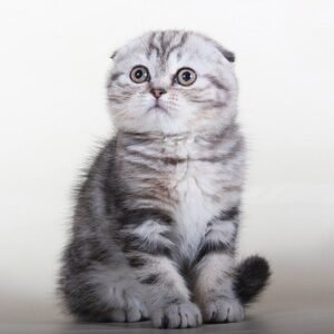 Alaina black marble color Scottish fold female kitten