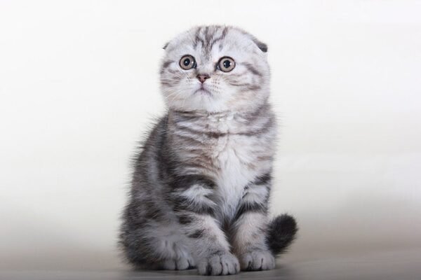 Alaina black marble color Scottish fold female kitten