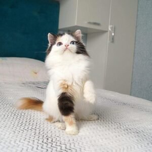 Africa Scottish straight longhair female kitten