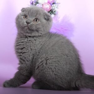 Kay purebred Scottish fold kitten in a blue color