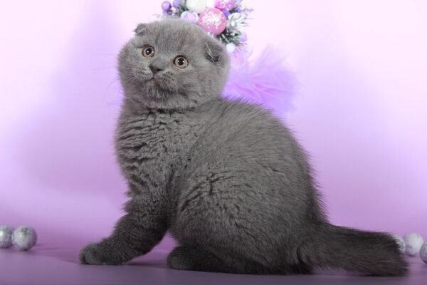 Kay purebred Scottish fold kitten in a blue color