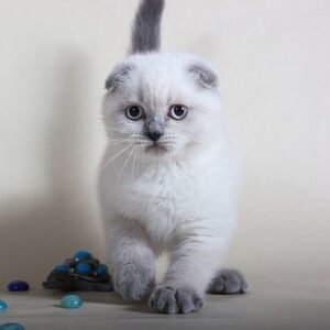 Cortny purebred Scottish fold kitten with blue eyes
