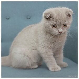 Billy lilac color Scottish fold male kitten