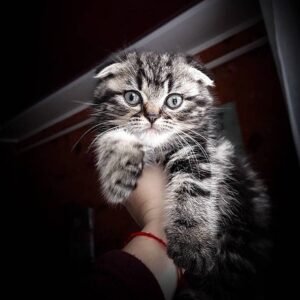 Lorenzo Scottish fold shorthair male kitten