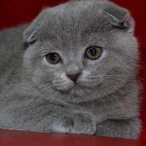 Jasmin Scottish fold shorthair female kitten