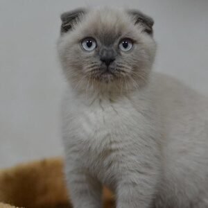 Cupcake blue point Scottish fold boy
