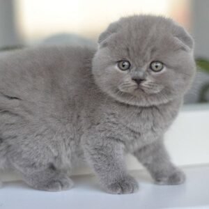 Boston show quality purebred Scottish fold kitten in a blue color