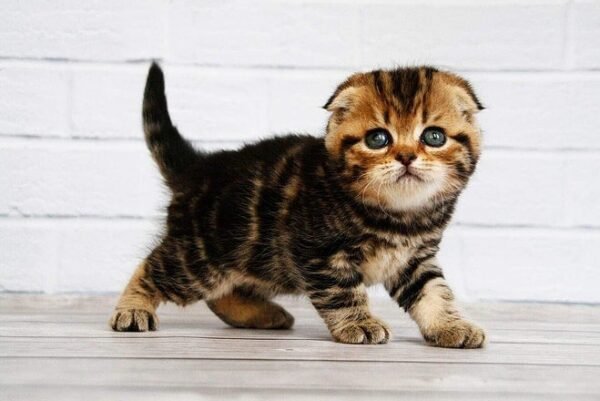 Facebook Scottish fold shorthair male kitten - Image 3