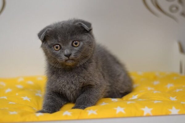 John Scottish fold shorthair male kitten - Image 4