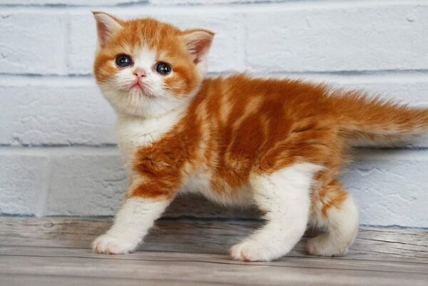 Fasolka Scottish straight shorthair male kitten - Image 3