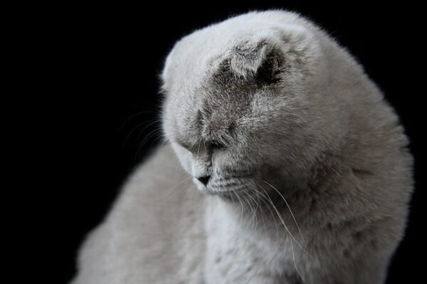 Pepper Scottish fold shorthair male kitten - Image 2
